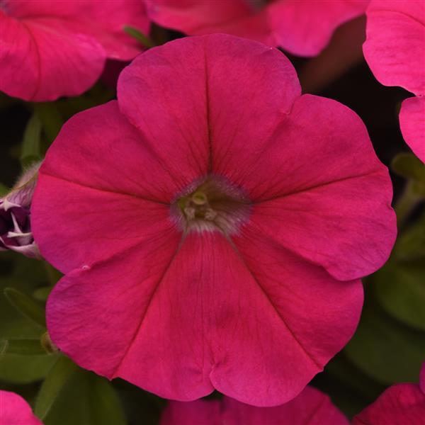 Mirage™ Deep Rose Petunia - Bloom