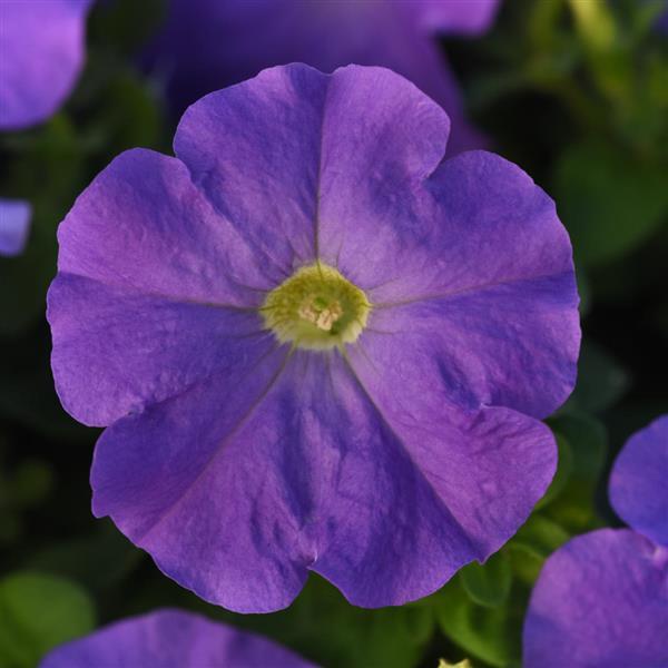 Mirage™ Light Blue Petunia - Bloom