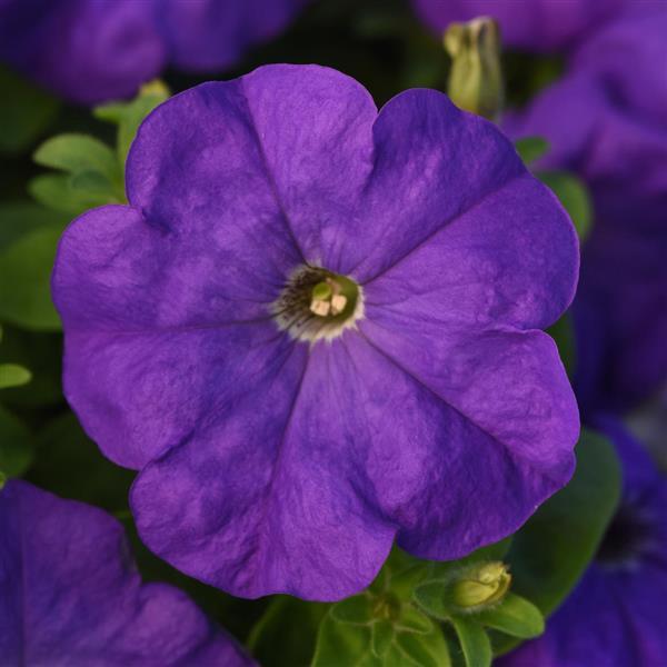 Mirage™ Mid-Blue Petunia - Bloom