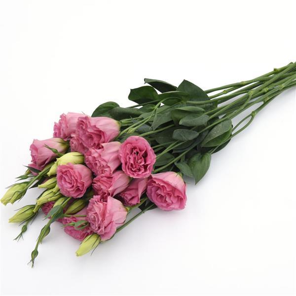 ABC™ 3 Rose Lisianthus - Grower Bunch