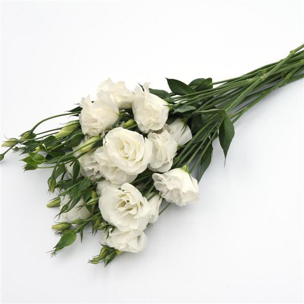 ABC™ 3 White Lisianthus - Grower Bunch