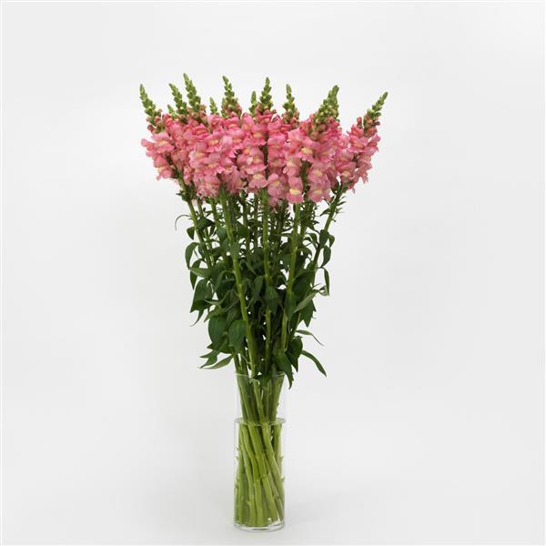Potomac™ Pink Snapdragon - Mono Vase, White Background