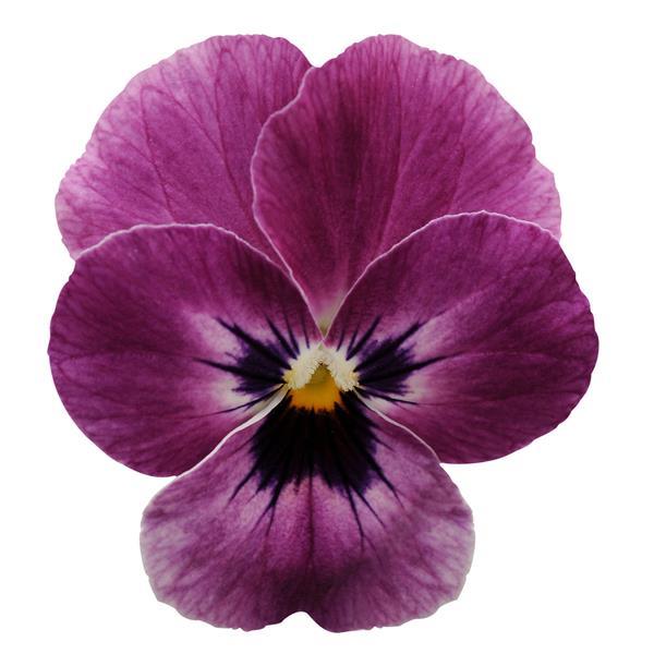 Sorbet® XP Raspberry Viola - Bloom