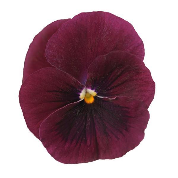Sorbet® XP Rose Blotch Viola - Bloom