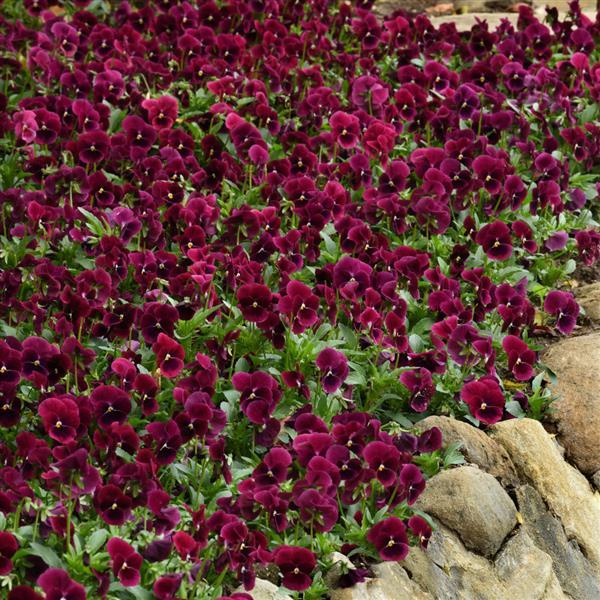 Sorbet® XP Rose Blotch Viola - Landscape