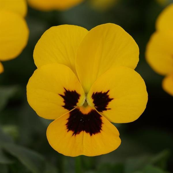 Sorbet® XP Yellow Blotch Viola - Bloom