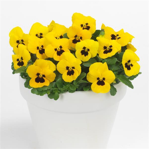 Sorbet® XP Yellow Blotch Viola - Container