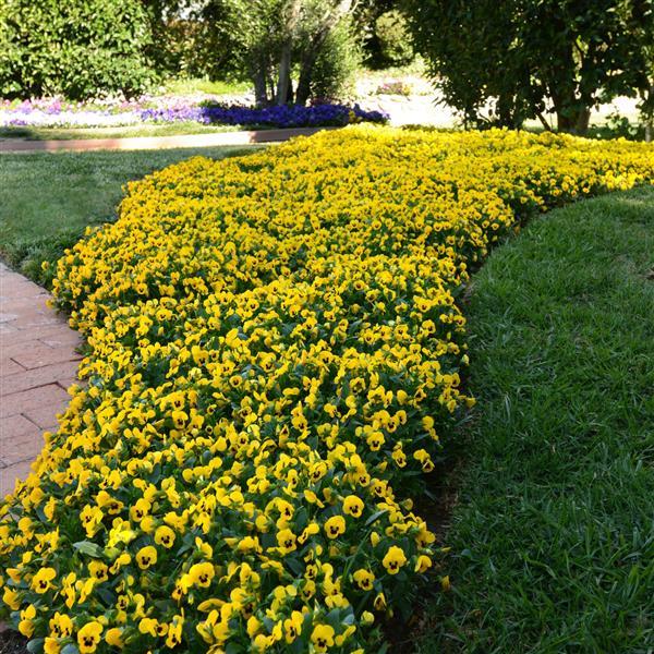 Sorbet® XP Yellow Blotch Viola - Landscape