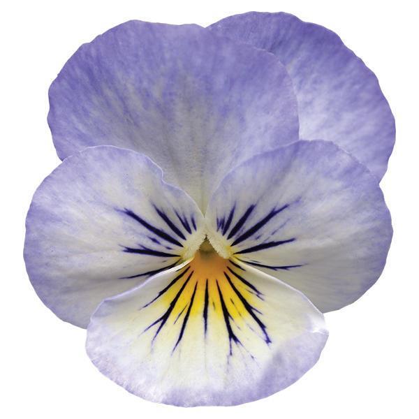 Sorbet® XP YTT Viola - Bloom
