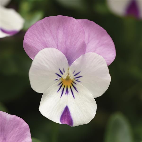 Sorbet® XP Pink Wing Viola - Bloom