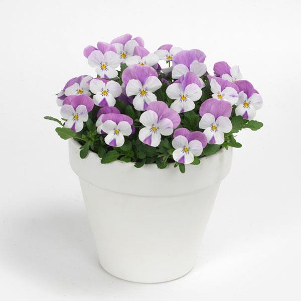 Sorbet® XP Pink Wing Viola - Container