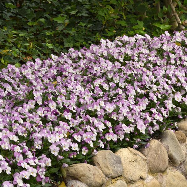 Sorbet® XP Pink Wing Viola - Landscape