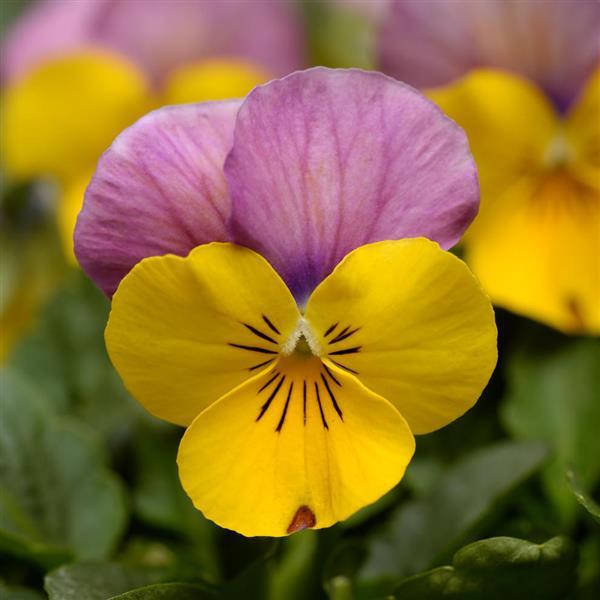 Sorbet® XP Yellow Pink Jump Up Viola - Bloom