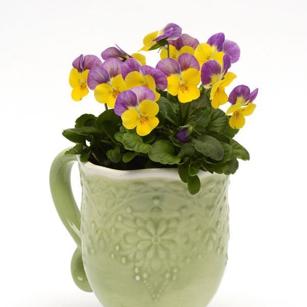 Sorbet® XP Yellow Pink Jump Up Viola - Container