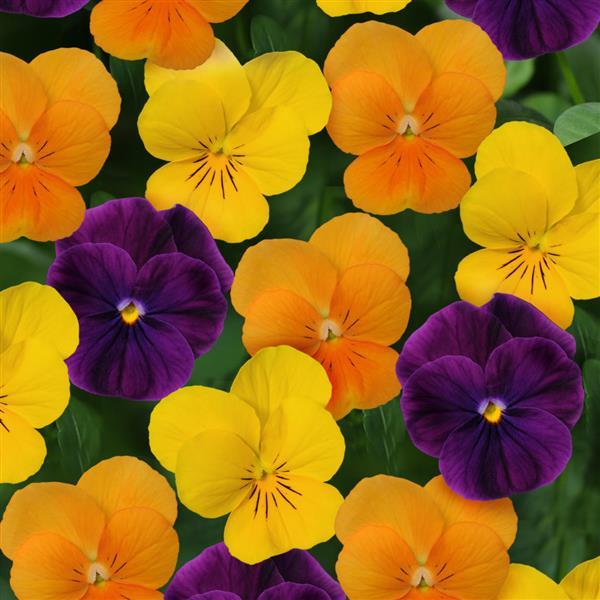 Sorbet® XP Harvest Mixture Viola - Bloom