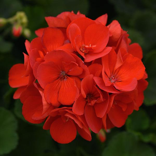 Sunrise™ Brilliant Red Zonal Geranium - Bloom