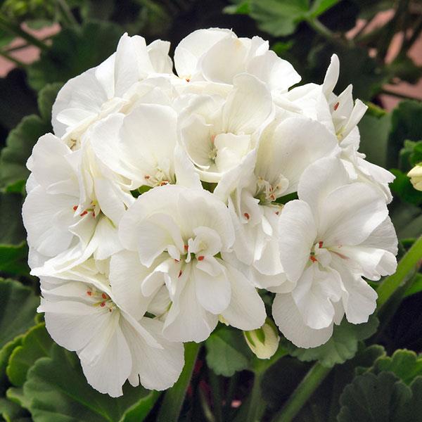 Sunrise™ White Zonal Geranium - Bloom