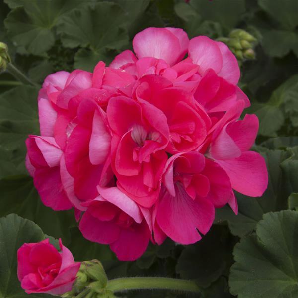 Sunrise™ Hot Pink Zonal Geranium - Bloom