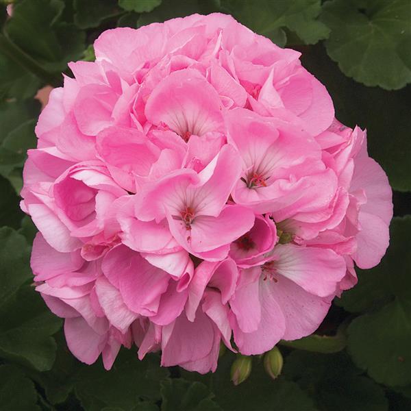 Sunrise™ Light Pink Zonal Geranium - Bloom