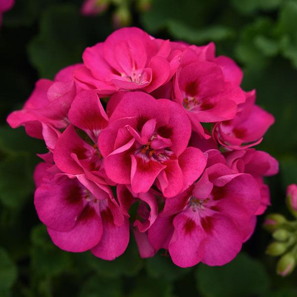 Sunrise™ Hot Rose+Eye Zonal Geranium - Bloom