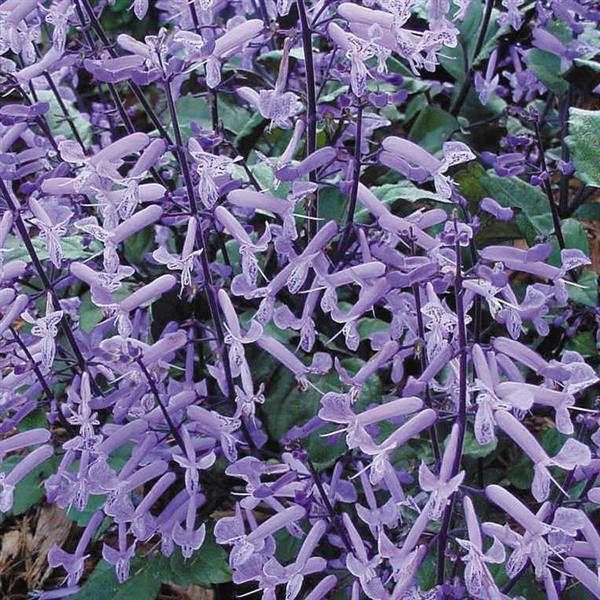 Mona Lavender Plectranthus - Bloom