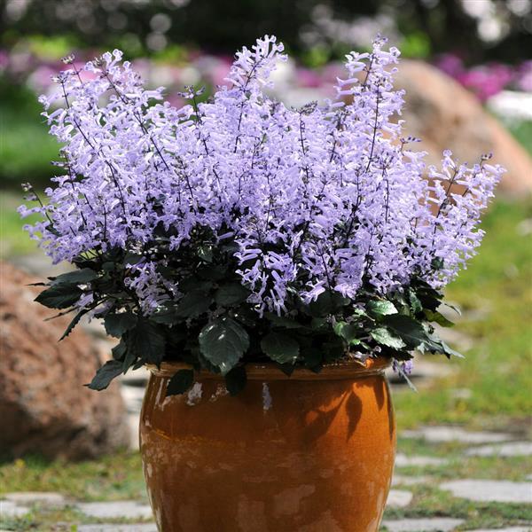 Mona Lavender Plectranthus - Container