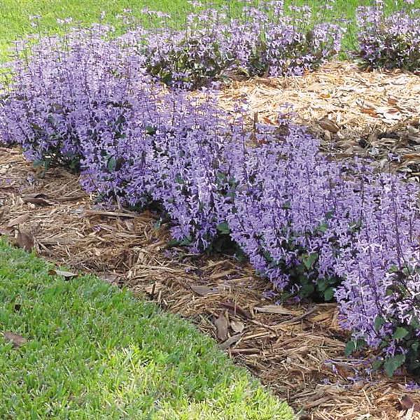 Mona Lavender Plectranthus - Landscape