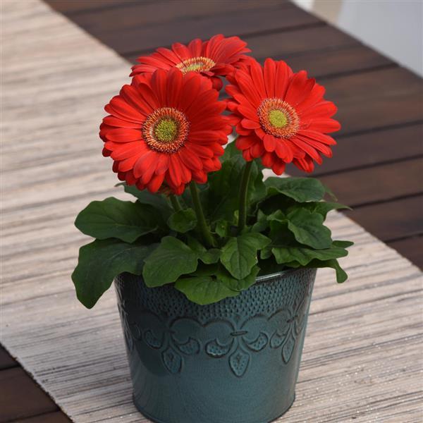 ColorBloom™ Cherry with Light Eye Gerbera - Container