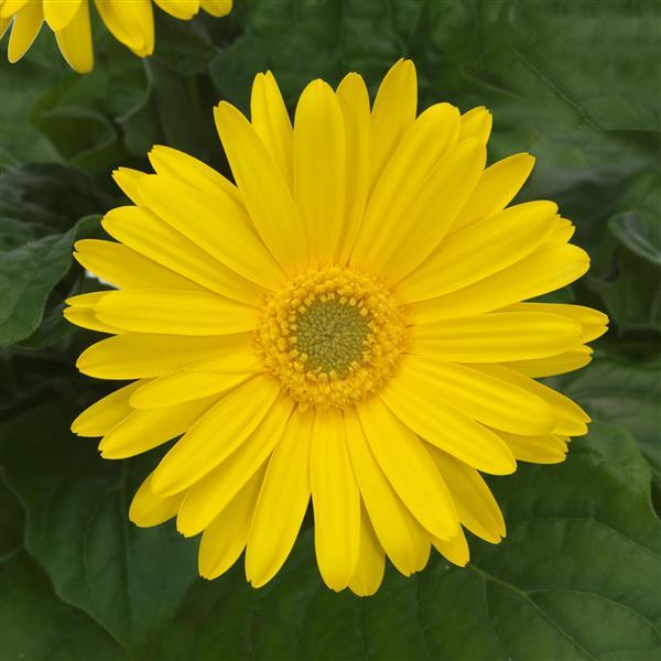 ColorBloom™ Yellow with Light Eye Gerbera - Bloom