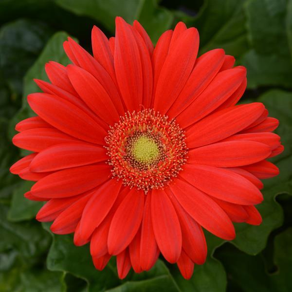 ColorBloom™ Red with Light Eye Gerbera - Bloom