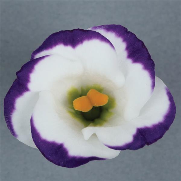 Solo 2 Blue Picotee Cut Flower Lisianthus - Bloom