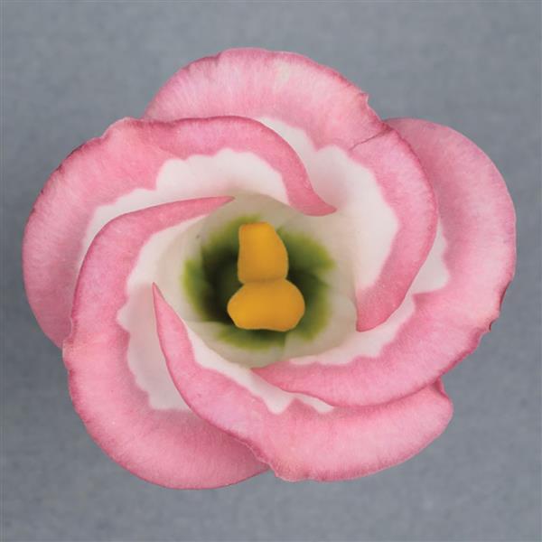 Solo 2 Pink Picotee Cut Flower Lisianthus - Bloom