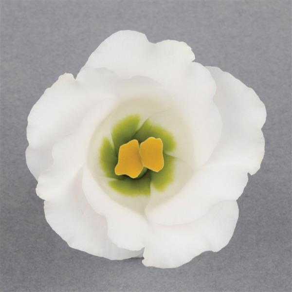 Solo 2 Pure White Cut Flower Lisianthus - Bloom