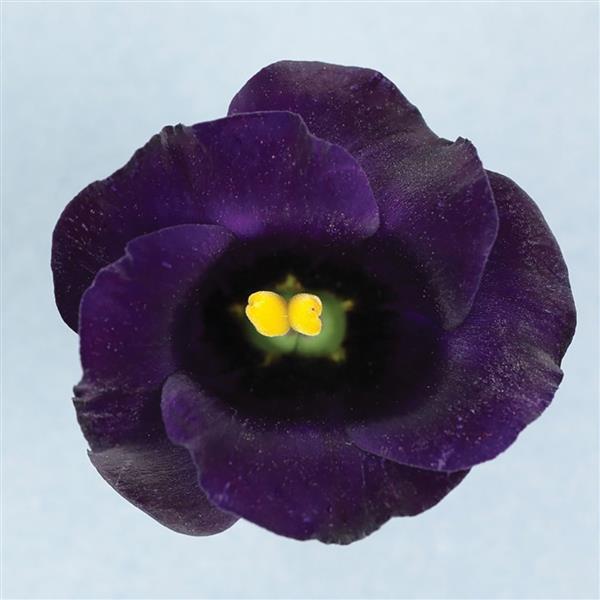 Solo 2 Violet Cut Flower Lisianthus - Bloom