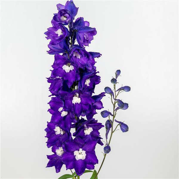 Delphinium Excalibur Dark Blue White Bee - Bloom