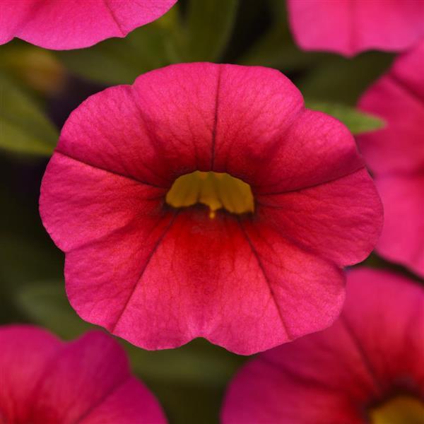 Cabaret® Hot Rose Calibrachoa - Bloom