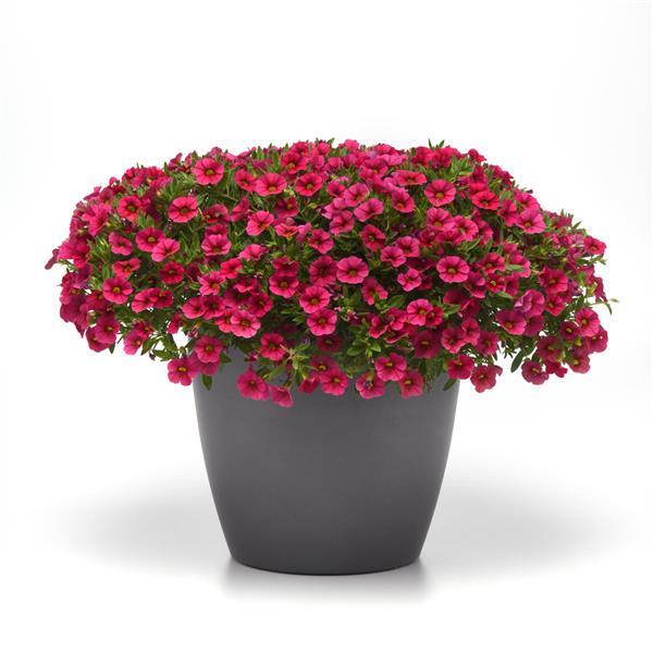 Cabaret® Hot Rose Calibrachoa - Container