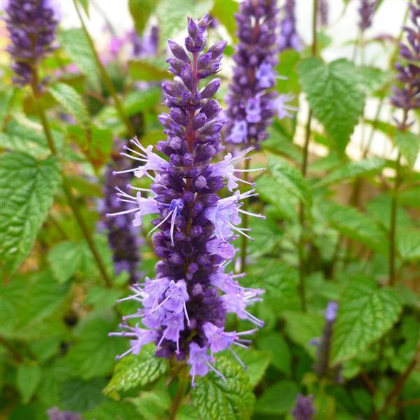 Agastache Little Adder - Bloom