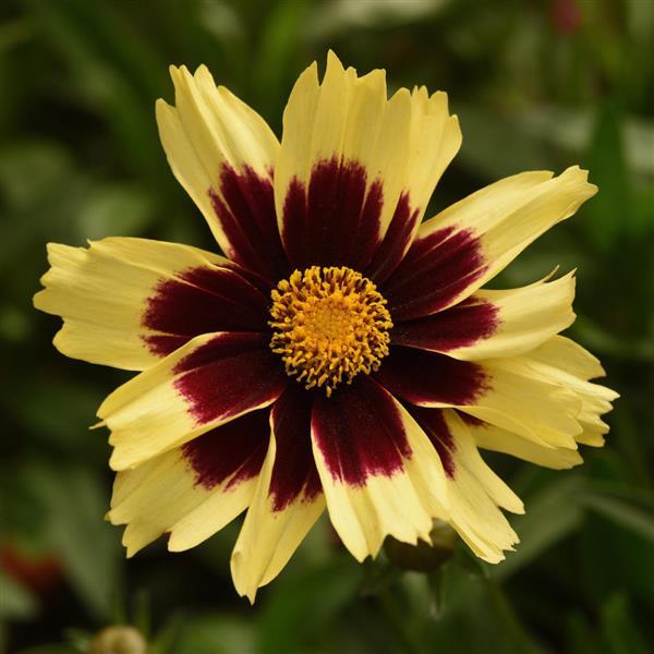 Coreopsis Super Star - Bloom