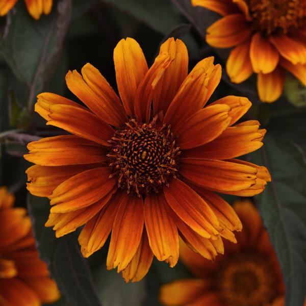 Heliopsis helianthoides Summer Eclipse - Bloom