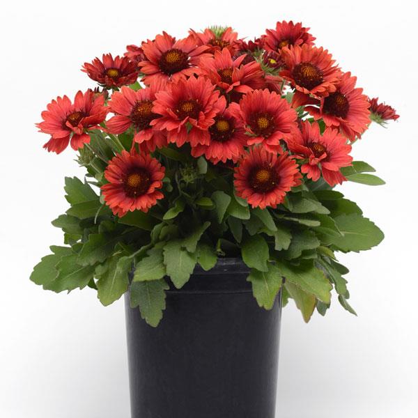 Gaillardia Mesa™ Red - Container