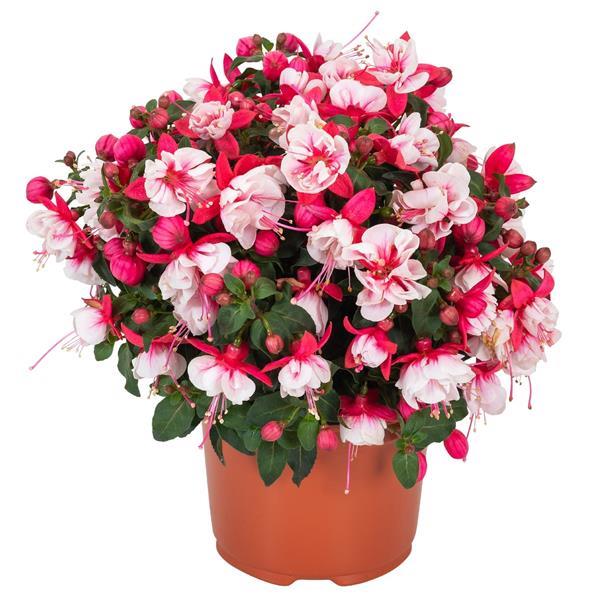 Ballerina Arabesque Fuchsia - Container