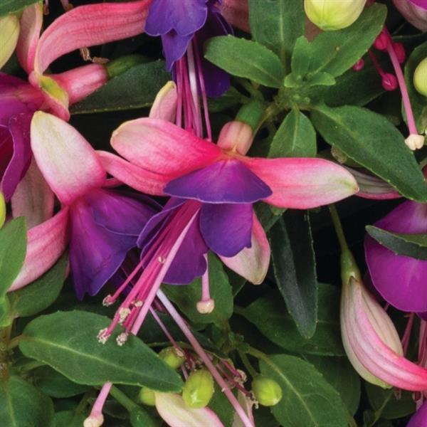 Ballerina Brise Fuchsia - Bloom