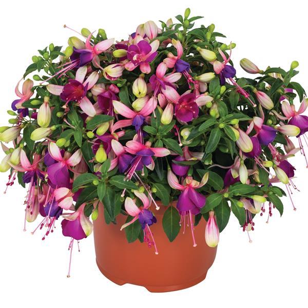 Ballerina Brise Fuchsia - Container