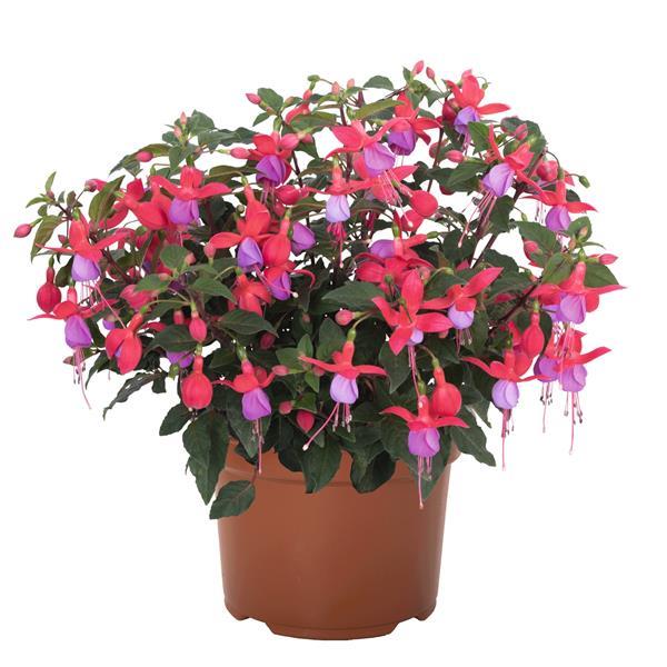 Ballerina Pique Fuchsia - Container