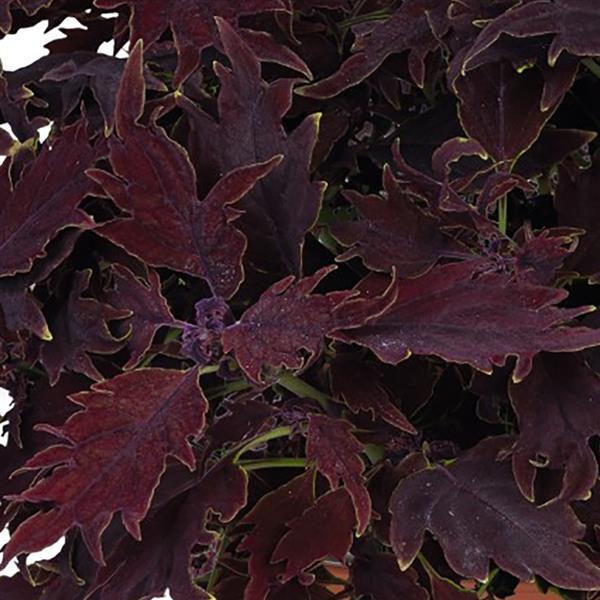 Down Town Dallas Coleus - Bloom