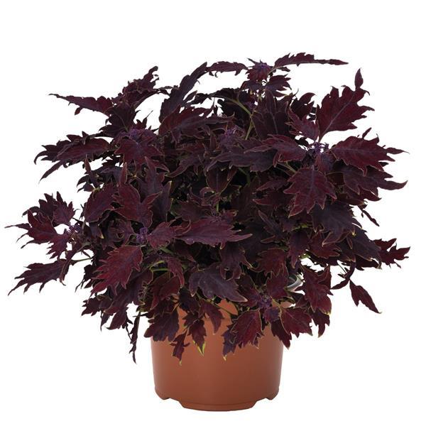 Down Town Dallas Coleus - Container