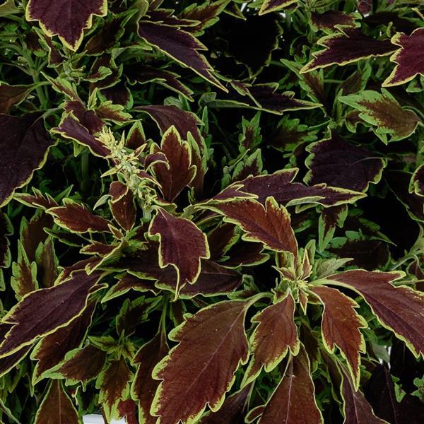 Down Town Le Freak Coleus - Bloom