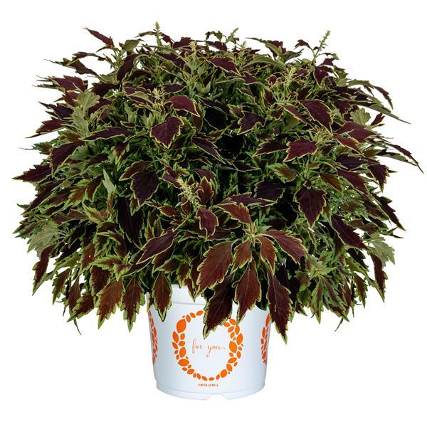 Down Town Le Freak Coleus - Container