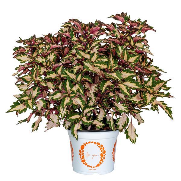 Down Town Miami Magic Coleus - Container